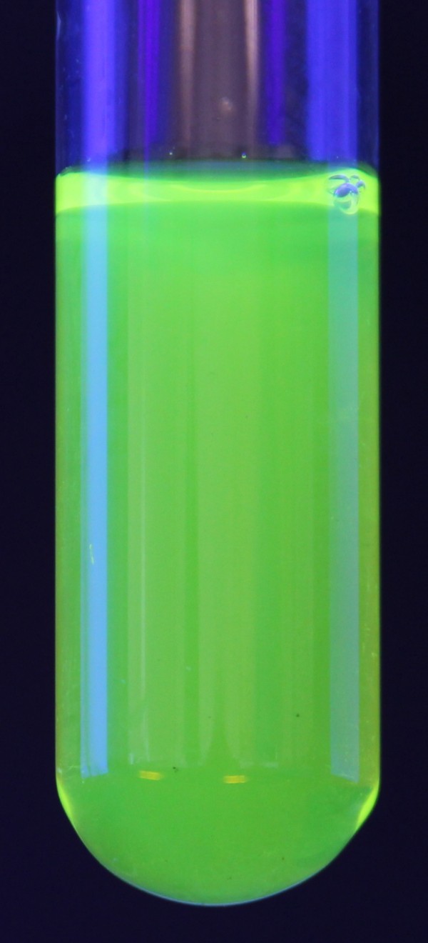 Fluoresceína sob luz ultravioleta