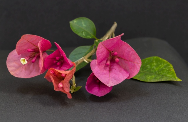 ramo de Bougainvillea