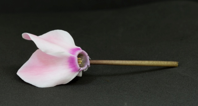 flor tipo cíclamens