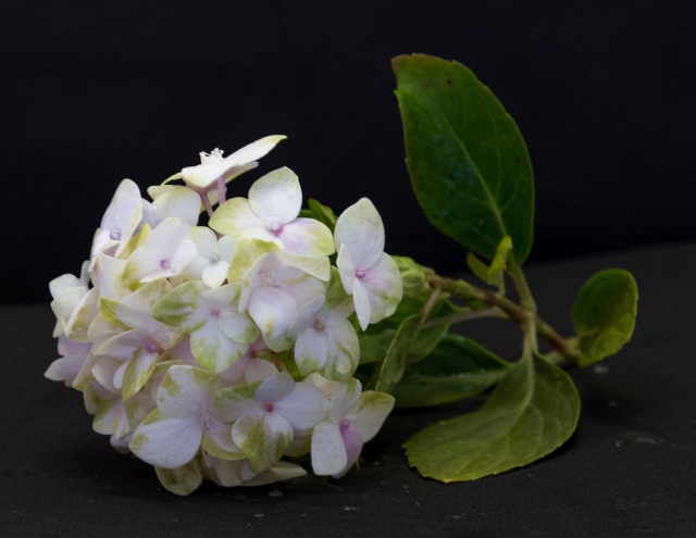 flor hortência com pétalas desbotadas