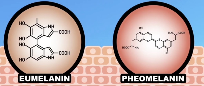 diferentes tipos de melanina