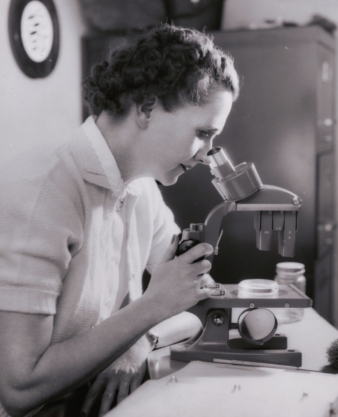 Rachel Carson usando um microscópio