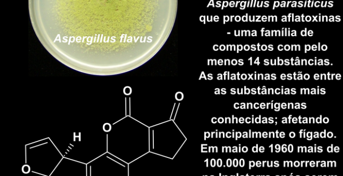 Aflatoxina B1 e Ferroceno