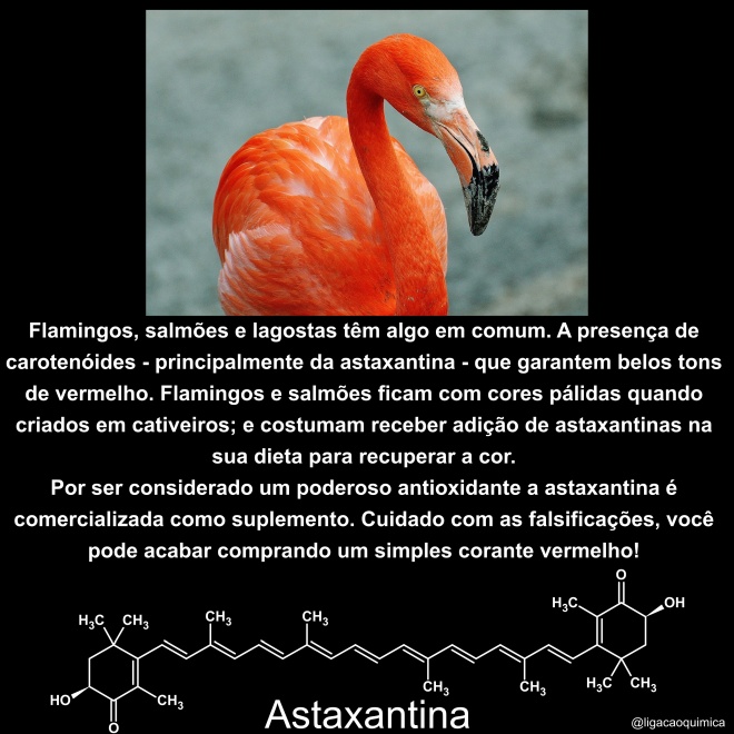 astaxantinas em flamingos e salmões