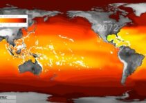 Novo estudo científico sugere taxa de acidificação dos oceanos sem paralelo nos últimos 300 milhões de anos.